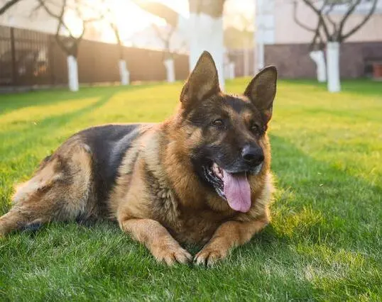 牧羊犬有哪些品种（好看的牧羊犬有哪些精选五种）