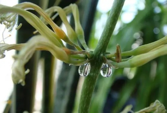 虎皮兰突然开花预兆风水（虎皮兰开花预示什么）