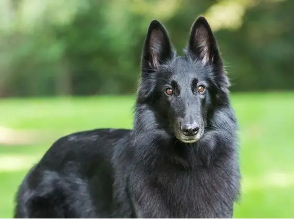 牧羊犬有哪些品种（好看的牧羊犬有哪些精选五种）