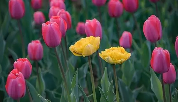 郁金香的花语（不同颜色郁金香花语附图）