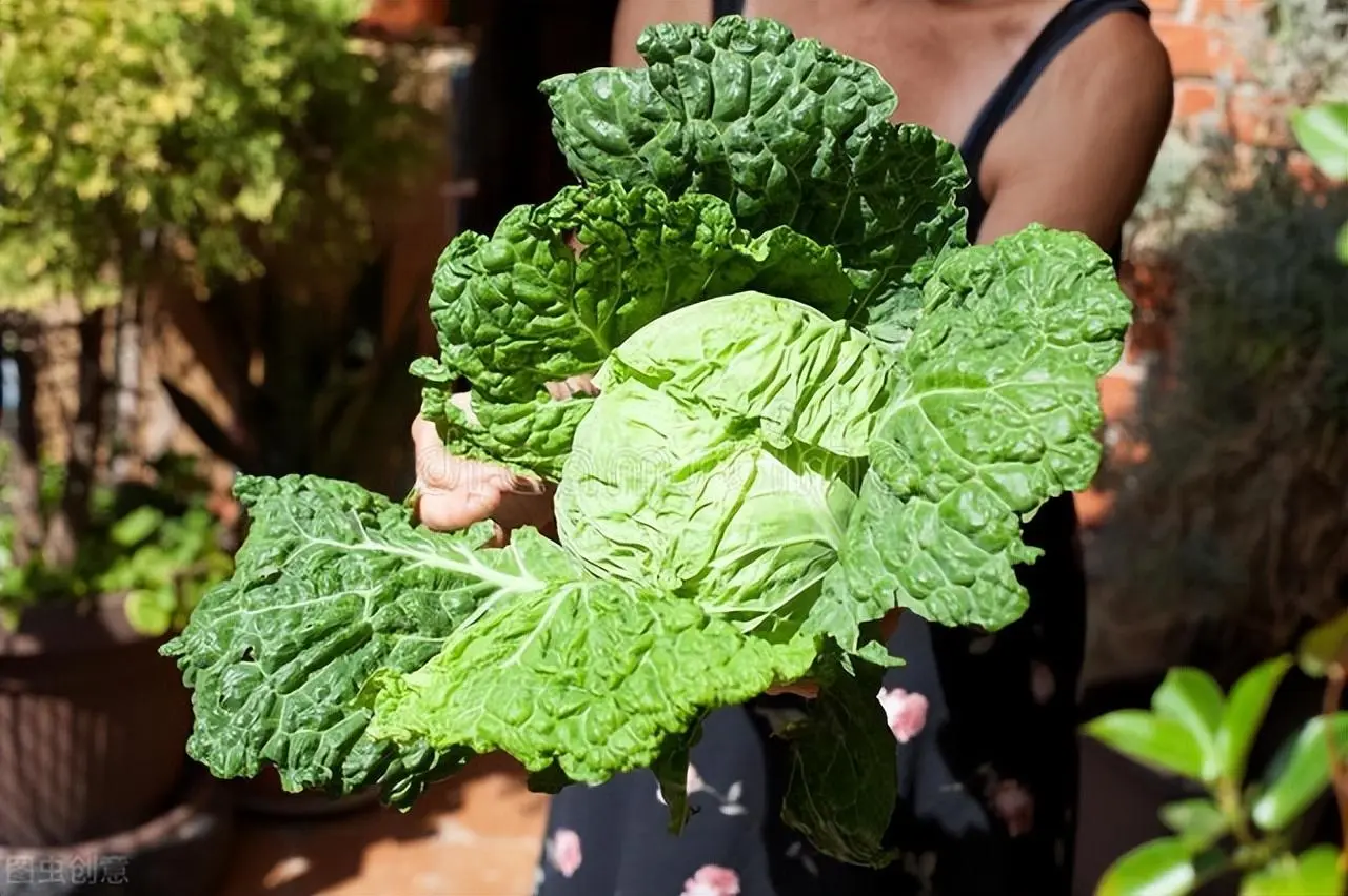 5一6月份种什么菜合适（附详情）