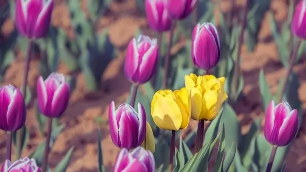 郁金香的花语（不同颜色郁金香花语附图）