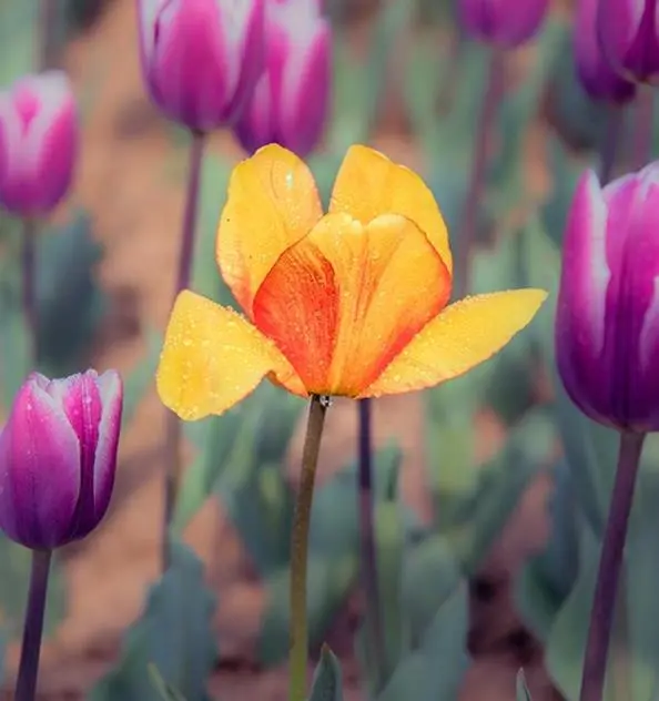 郁金香的花语（不同颜色郁金香花语附图）