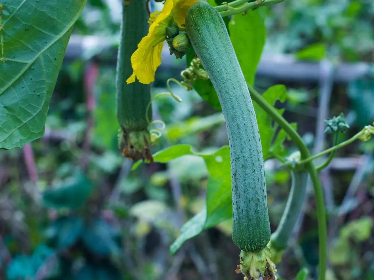 5一6月份种什么菜合适（附详情）