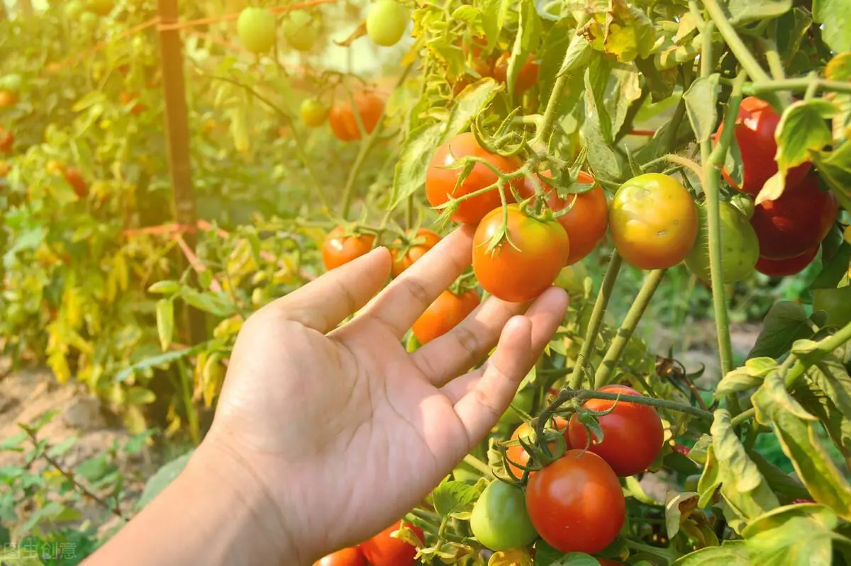 5一6月份种什么菜合适（附详情）