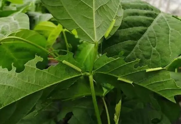 月季花有虫子用什么药杀虫（月季长虫怎么办附药物清单教程）