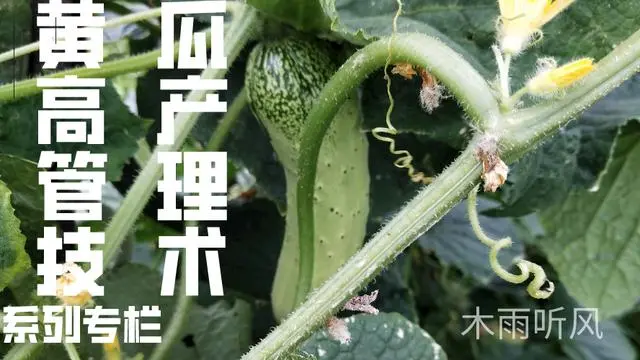 7一8月份种什么农作物（农作物推荐）