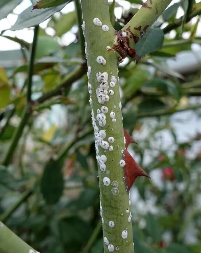 月季花有虫子用什么药杀虫（月季长虫怎么办附药物清单教程）