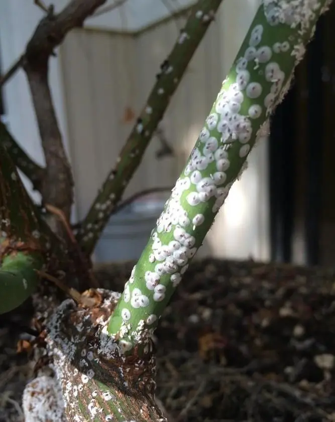 月季花有虫子用什么药杀虫（月季长虫怎么办附药物清单教程）