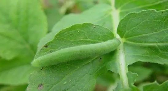 月季花有虫子用什么药杀虫（月季长虫怎么办附药物清单教程）