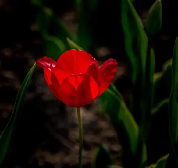 郁金香的花语（不同颜色郁金香花语附图）