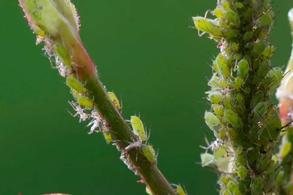 月季花有虫子用什么药杀虫（月季长虫怎么办附药物清单教程）