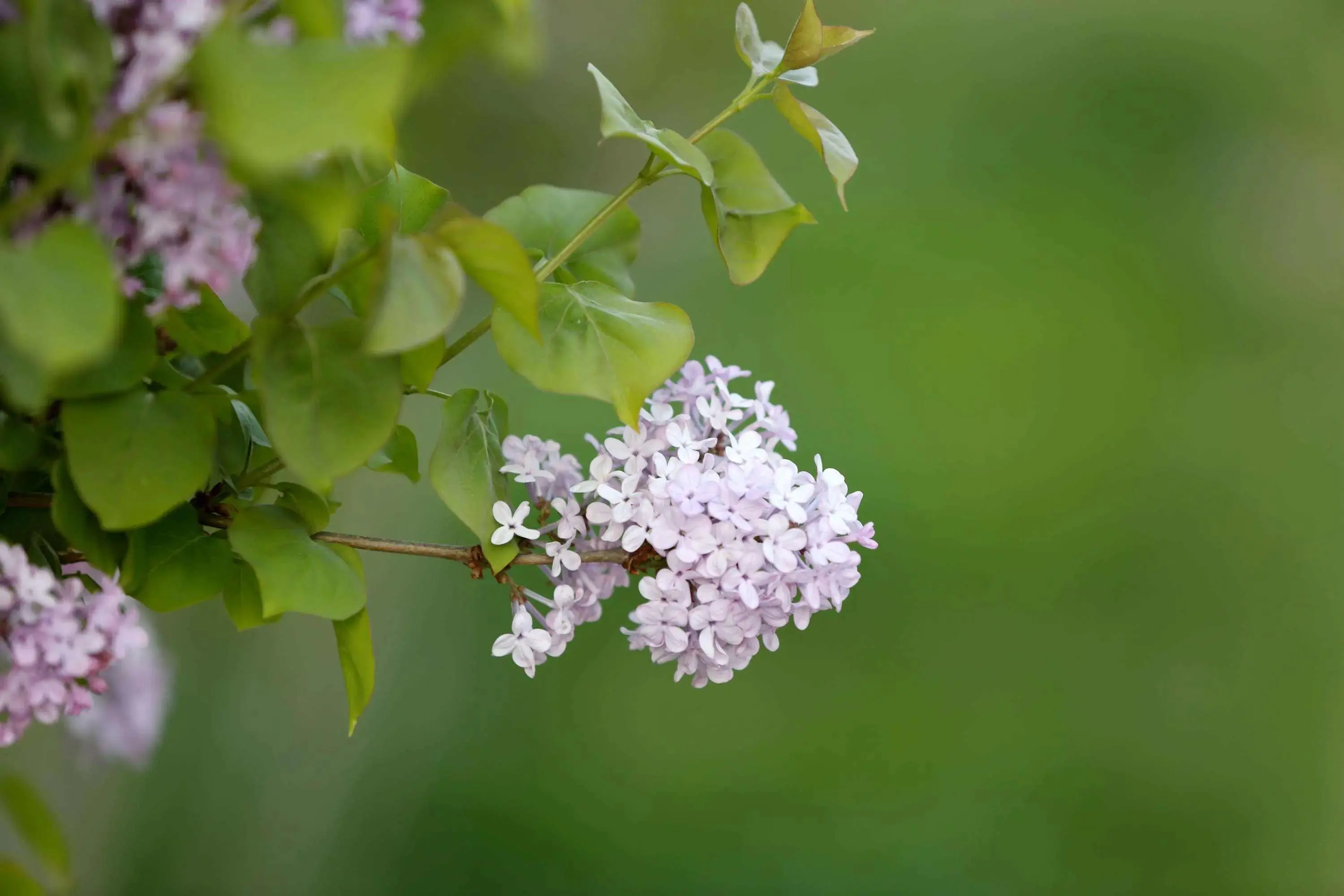 丁香花的寓意和象征介绍（丁香花的寓意和象征是什么）