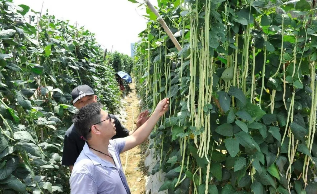 豆角种植技术与管理方法（豆角如何种植和管理）