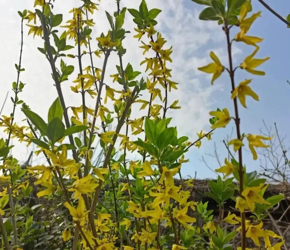 迎春花和连翘花的区别（连翘和迎春花怎么区分）