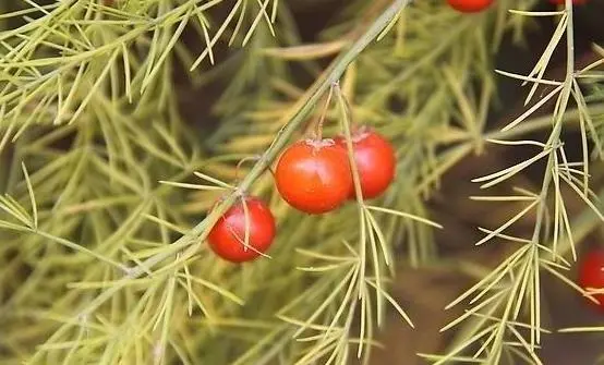 芦笋的种植方法