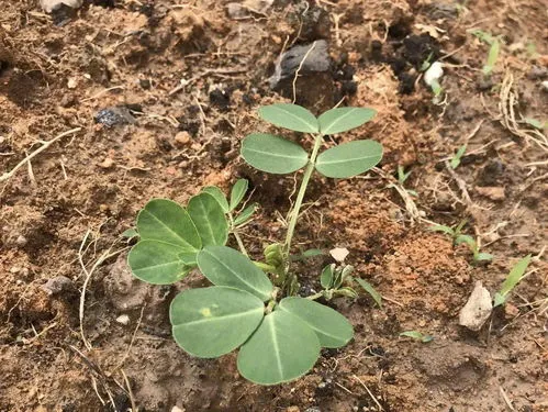 花生几天发芽出土(花生芽怎么催芽又快又好)