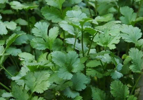 香菜什么时候种植最好(香菜种子要泡多久才能种)