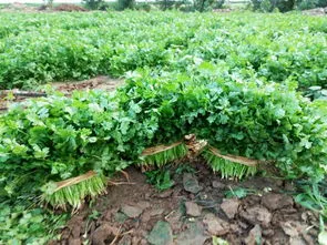 香菜什么时候种植最好(香菜种子要泡多久才能种)