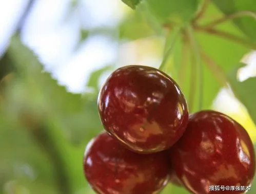 树苗嫁接最佳时间(嫁接树苗的方法和技术和时间)