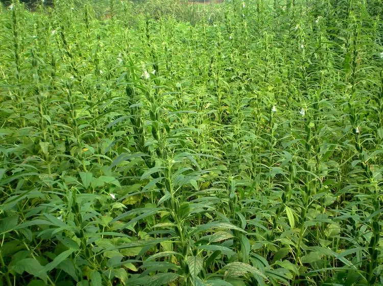 芝麻什么时候种植最好（芝麻种植的五个注意事项）