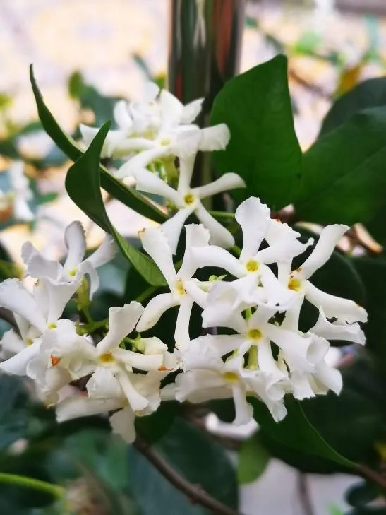 风车茉莉的养殖方法和注意事项（风车茉莉的花语是什么）