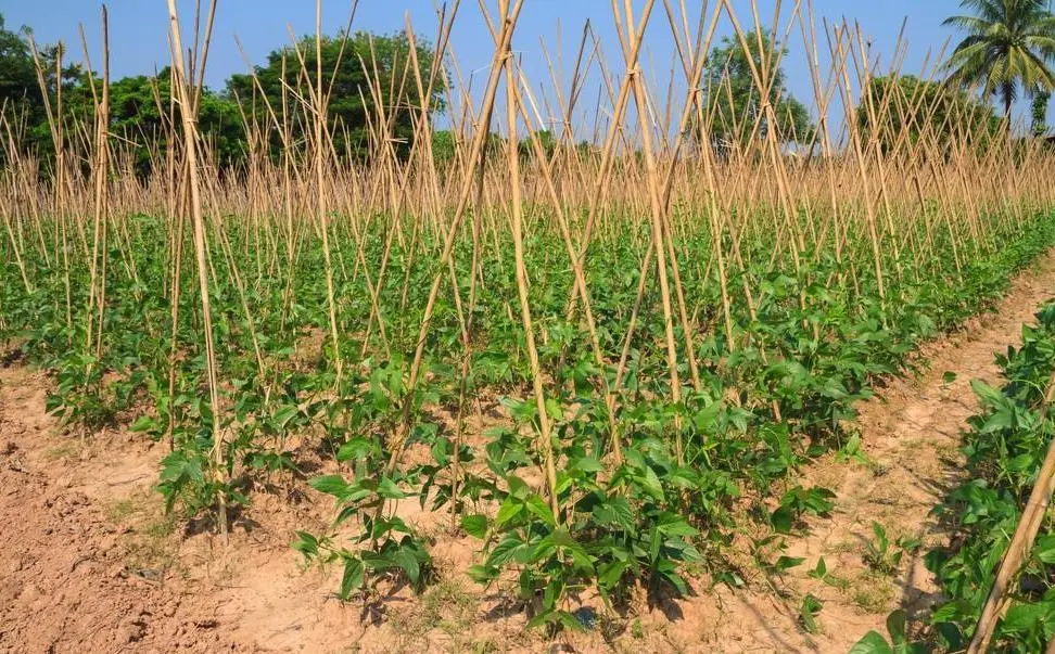 豆角种植技术与管理方法（豆角如何种植和管理）