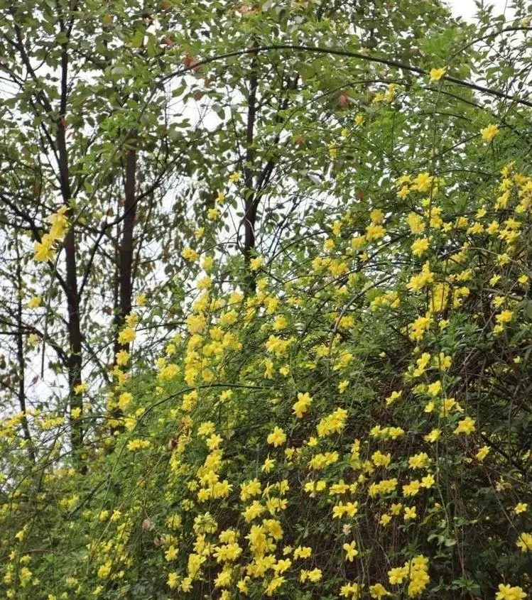 迎春花和连翘花的区别（连翘和迎春花怎么区分）