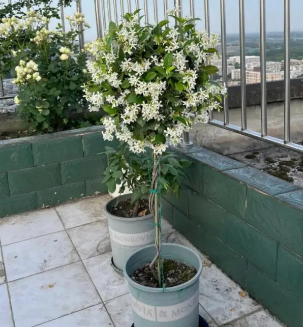 风车茉莉一年开几次花（风车茉莉的养殖方法）