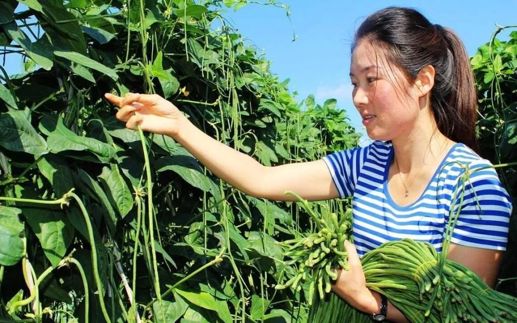 豆角种植技术与管理方法（豆角如何种植和管理）