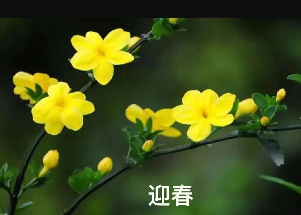 迎春花和连翘花的区别（连翘和迎春花怎么区分）