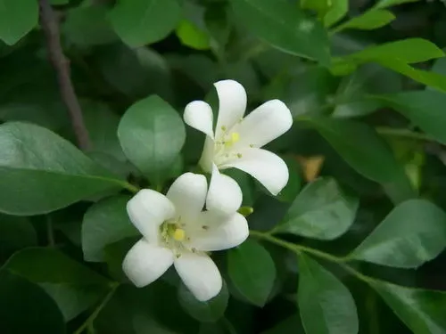 七里香花的养殖方法(七里香与九里香叶子区别图片)