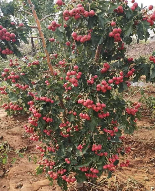 山楂树种植和管理方法(家里为什么不能种山楂树)