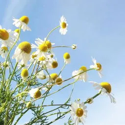 洋甘菊种植方法和时间(洋甘菊是一年生还是多年生)