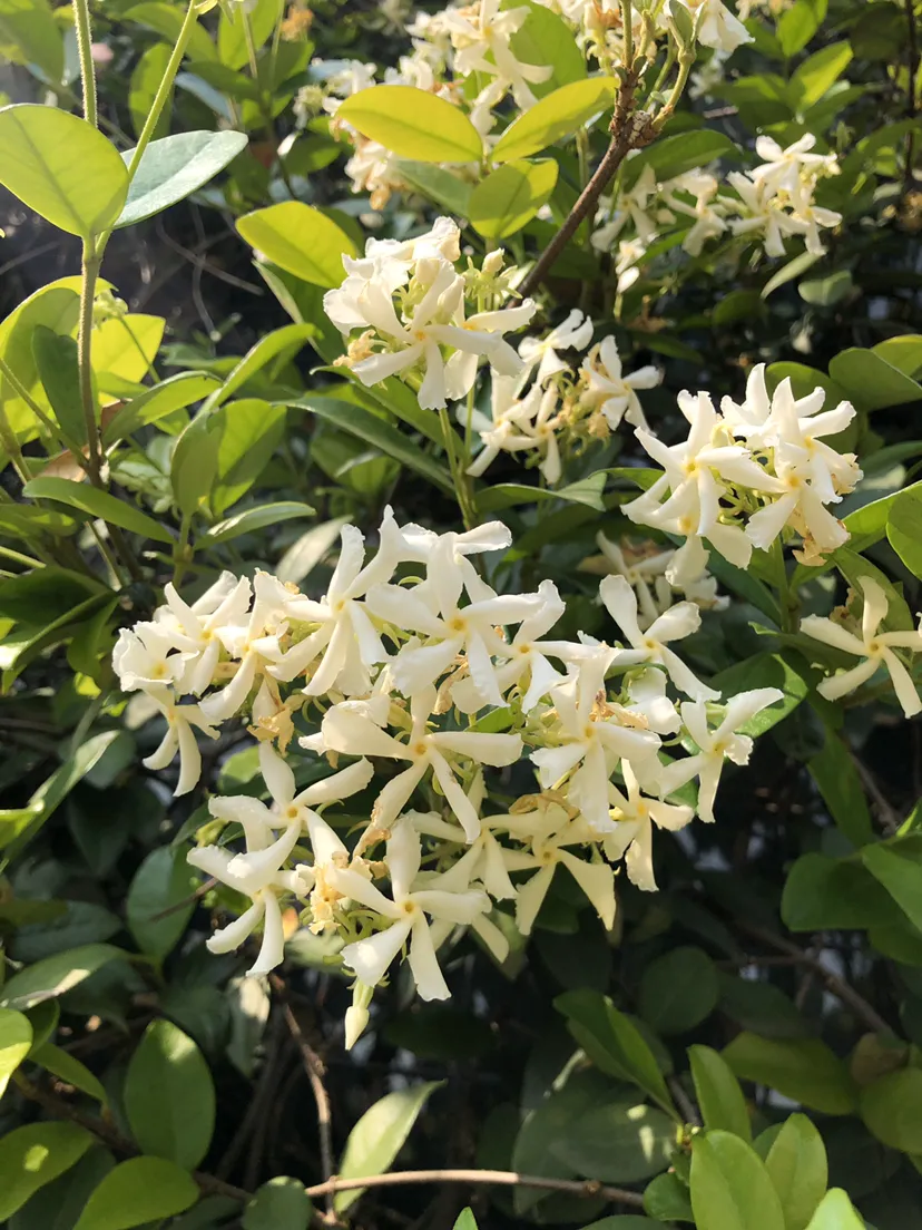 风车茉莉的养殖方法和注意事项（风车茉莉的花语是什么）