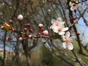 紫叶李是樱花吗(紫叶矮樱与紫叶李区别)