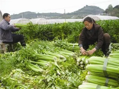 西芹和芹菜的区别（如何区分西芹和芹菜）