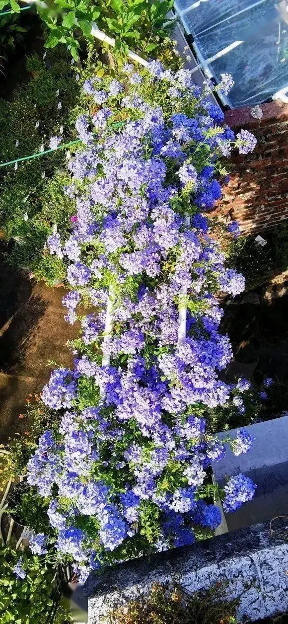 蓝雪花几月份开花（蓝雪花怎么养）