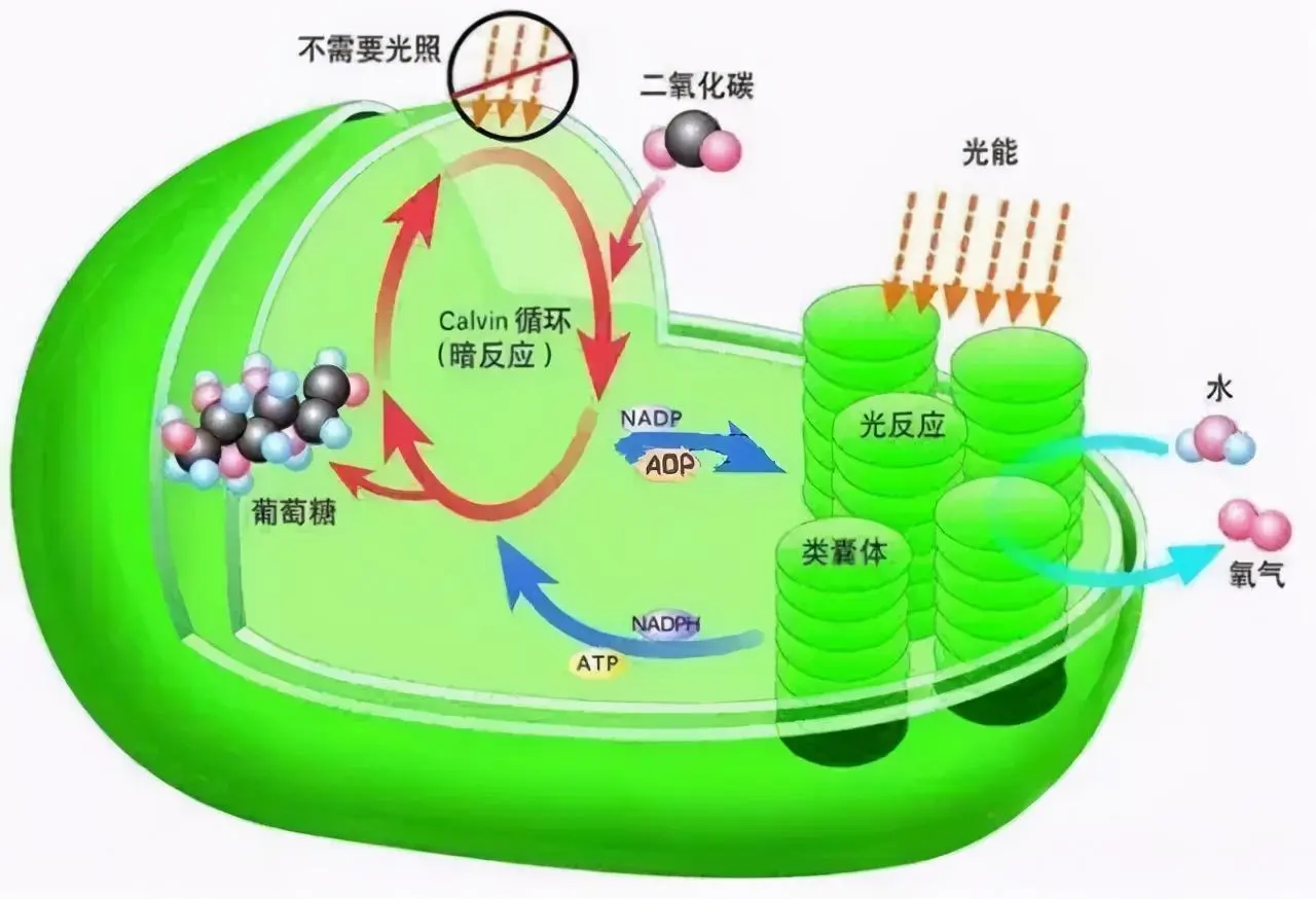 植物最不喜欢什么光 哪种颜色呢