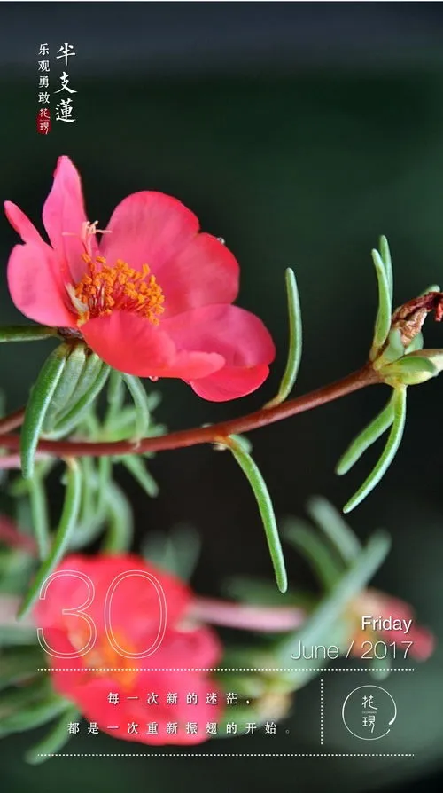 什么花的花语是希望和未来(花语是希望与救赎的花)