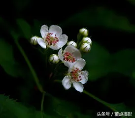 山楂花的花语(赞美山楂花的经典句子)