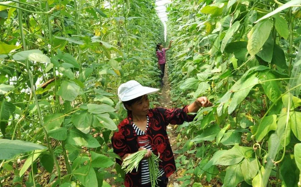 豆角种植技术与管理方法（豆角如何种植和管理）