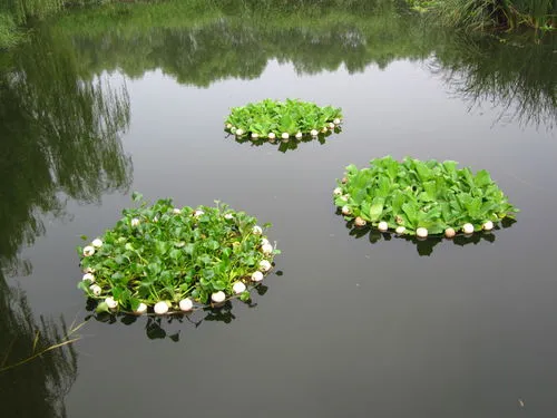 浮岛种植水生植物(生态浮岛多少钱一平方)