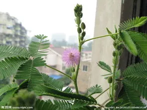 含羞草怎么养才能更旺盛(含羞草怎么种才会长得茂盛)