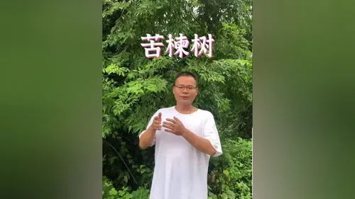 苦楝树的寓意(苦楝树在风水上好不好)