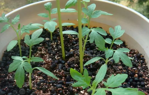 西红柿苗怎么种植和管理(阳台小番茄的种植方法和时间)