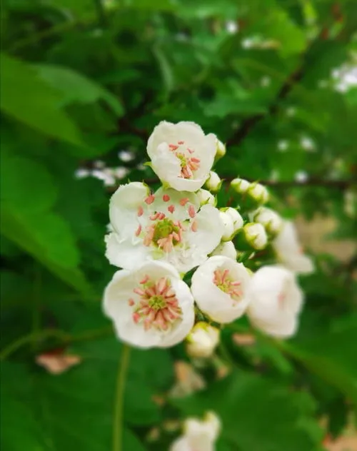 山楂花的花语(赞美山楂花的经典句子)