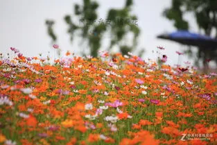 格桑花种子种植方法和时间(格桑花种子什么时候播种最好)