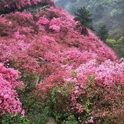 杜鹃花和映山红是不是一种花(红色杜鹃花的寓意和象征)