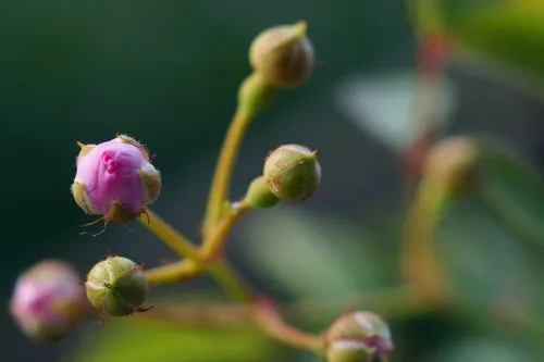 带刺的花有哪些(带刺的花卉名称及图片)